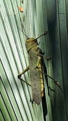 Tropidacris cristata