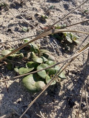 Calystegia soldanella