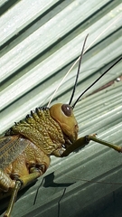 Tropidacris cristata