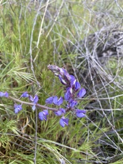 Lupinus sparsiflorus