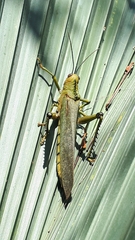 Tropidacris cristata
