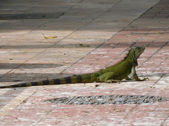 Iguana iguana