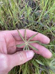 Lupinus sparsiflorus