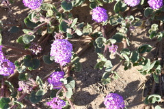 Abronia villosa