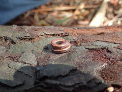 Batrachoseps attenuatus
