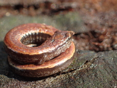 Batrachoseps attenuatus