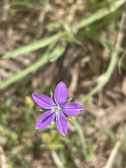 Triodanis