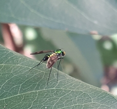 Condylostylus longicornis