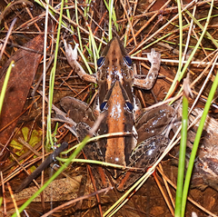 Litoria nasuta