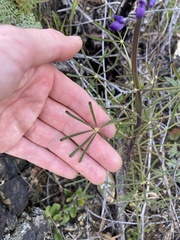 Lupinus truncatus