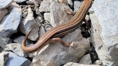 Oligosoma