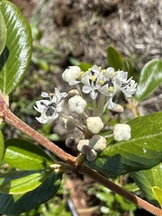 Ceanothus megacarpus insularis