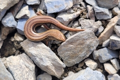 Oligosoma