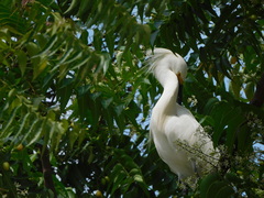 Egretta thula