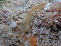 Notocomplana ferruginea