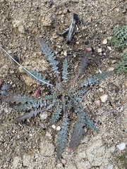 Eulobus californicus