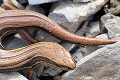 Oligosoma