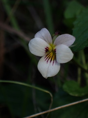 Viola ocellata
