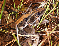 Litoria nasuta