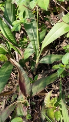 Setaria palmifolia