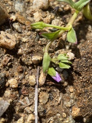 Calandrinia breweri