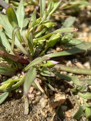 Calandrinia breweri