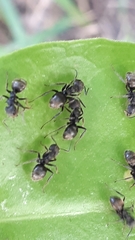 Dolichoderus bispinosus
