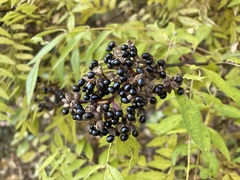 Zanthoxylum schinifolium