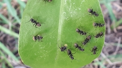 Dolichoderus bispinosus