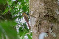 Sittasomus griseicapillus