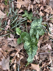 Arum italicum