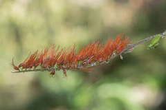 Combretum farinosum