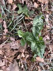 Arum italicum