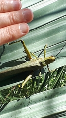 Tropidacris cristata