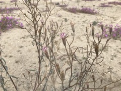 Palafoxia arida arida