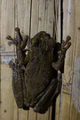 Osteocephalus taurinus