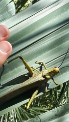 Tropidacris cristata