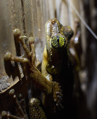 Osteocephalus taurinus