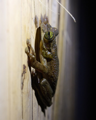 Osteocephalus taurinus