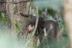 Sciurus aestuans