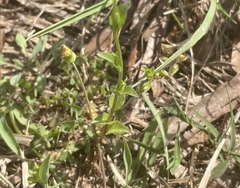 Triodanis