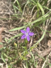 Triodanis