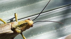 Tropidacris cristata