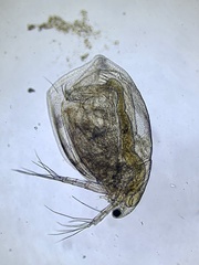 Daphniidae