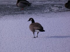 Branta