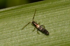 Entomobryoidea
