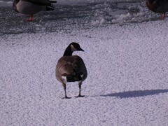 Branta