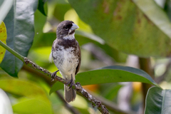 Sporophila caerulescens
