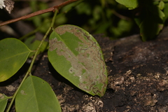 Phyllocnistis diaugella