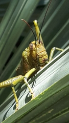 Tropidacris cristata